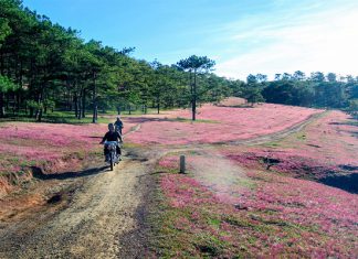 Đà Lạt mùa cỏ hồng mê mẩn du khách đến không muốn về